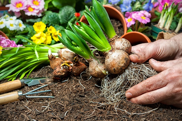 Flower bulbs clearance for fall planting